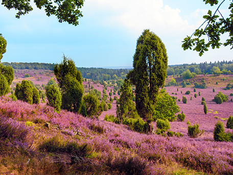 Region Image
